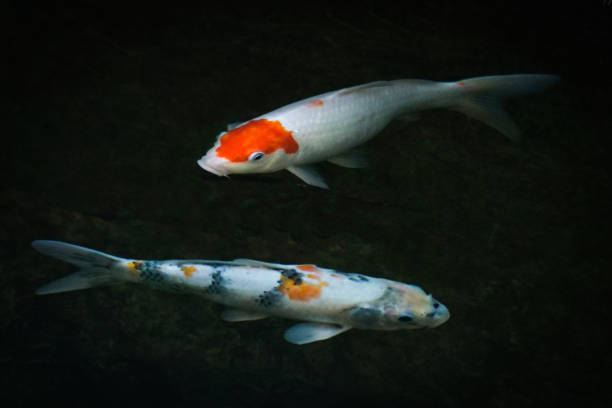 istock Two koi fish swimming. One with a red dot on head 1131724480