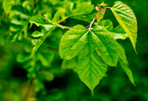 Mulberry Leaves Stock Photo - Download Image Now - Mulberry Leaf, Mulberry Bush, Branch - Plant Part - iStock