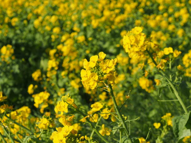 fleur de canola - Photo