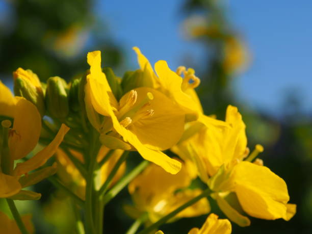 fleur de canola - Photo