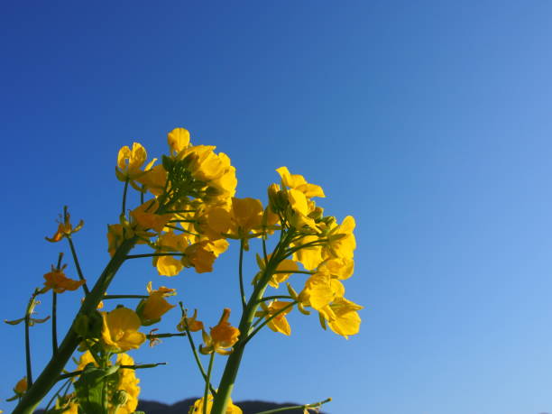 菜の花 ストックフォト