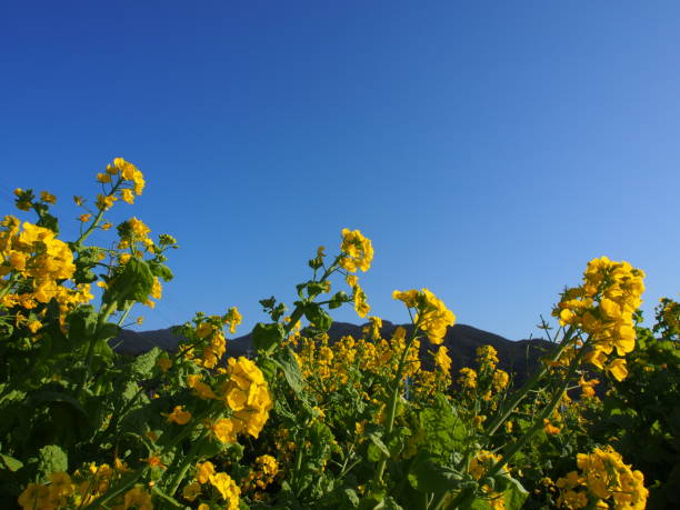 fleur de canola - Photo