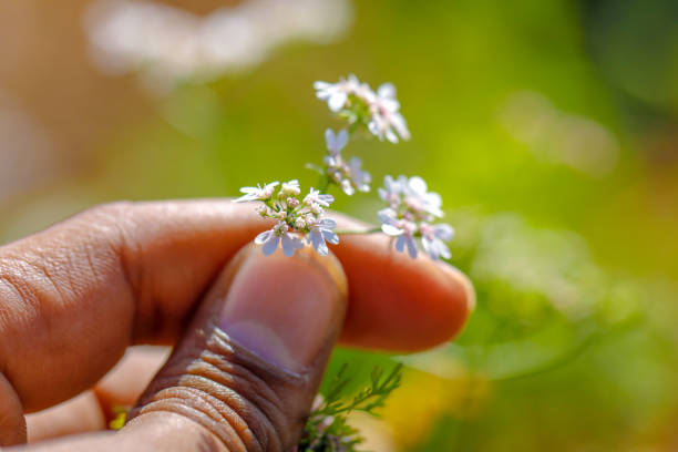 istock green Coriander in hand 1131726396
