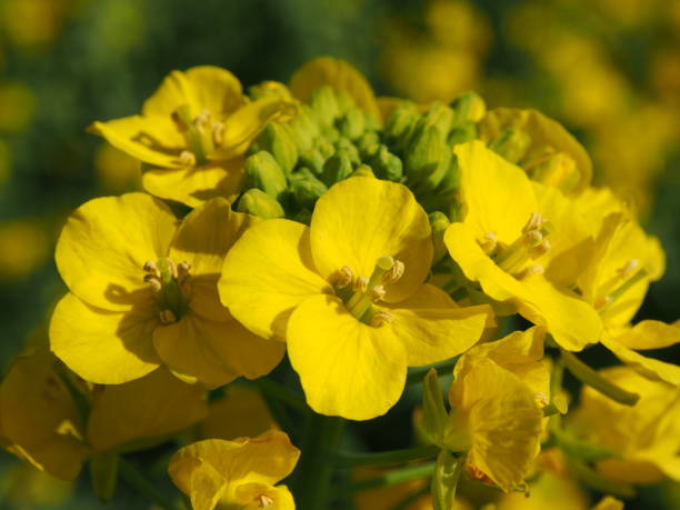 fleur de canola - Photo