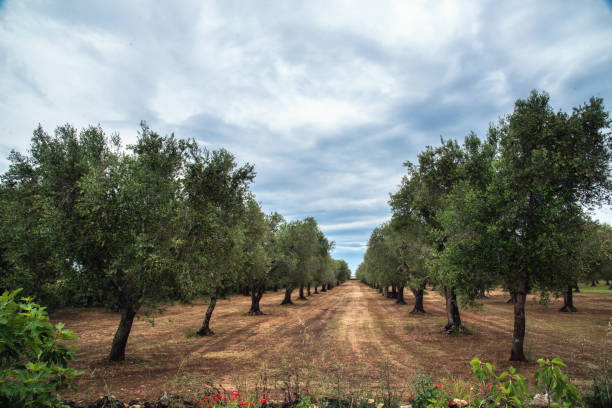 istock Holiday in otranto, Puglia italy 1131727198