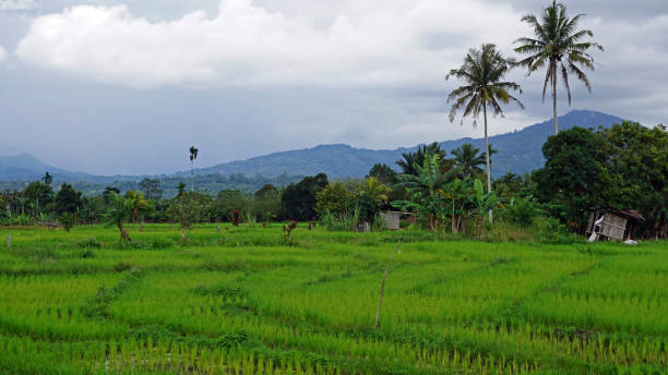 istock View of Paddy Field 1131727319