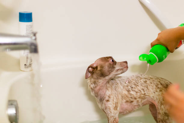 istock Puppy Dog In the Bath 1131730160