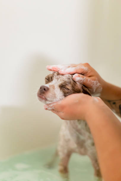 istock Puppy Dog In the Bath 1131730185