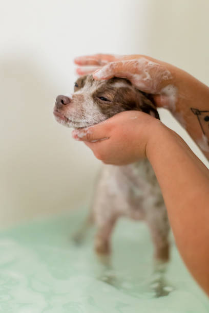 istock Puppy Dog In the Bath 1131730186