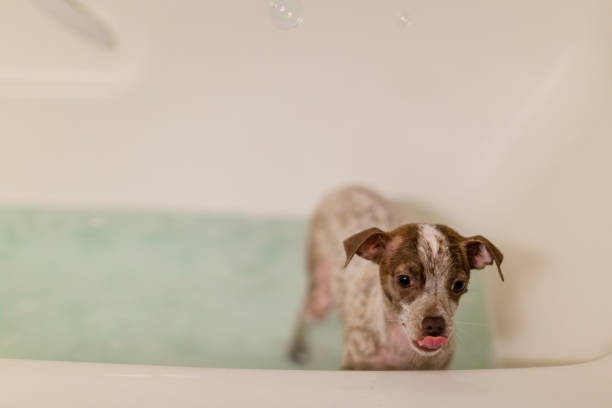 istock Puppy Dog In the Bath 1131730215