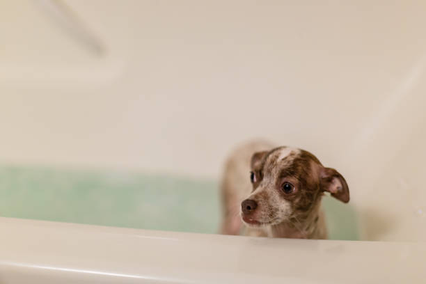 istock Puppy Dog In the Bath 1131730219