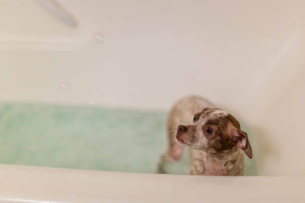 istock Puppy Dog In the Bath 1131730223