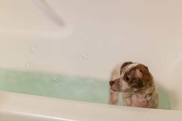 istock Puppy Dog In the Bath 1131730228