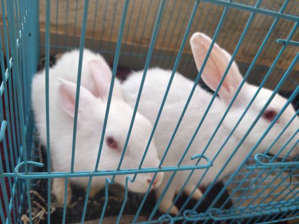 istock Close-up of white rabbits eating in cage 1131730413