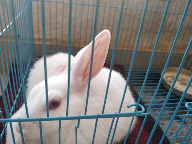 istock Close-up of white rabbits eating in cage 1131731195
