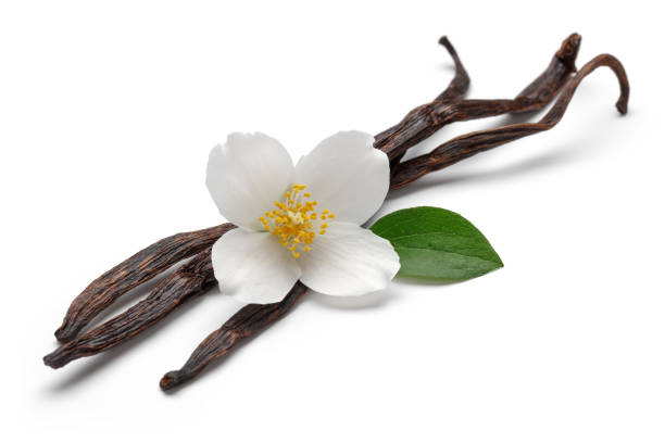 istock Vanilla bean with jasmine flower and leaf isolated 1131731439