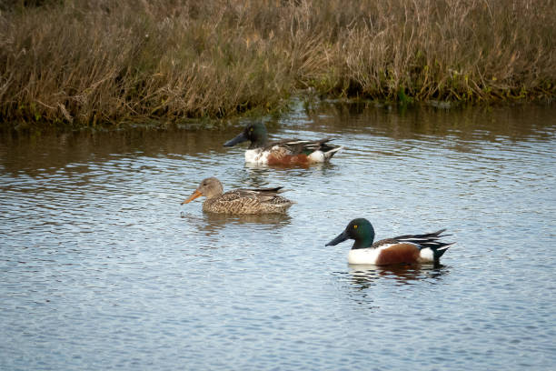 istock Three Northern Shoveler ducks 1131731466