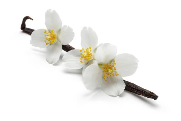 Vanilla bean with jasmine flowers, isolated on white background