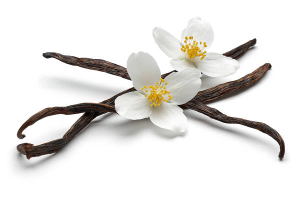 istock Vanilla bean with jasmine flowers isolated 1131731499