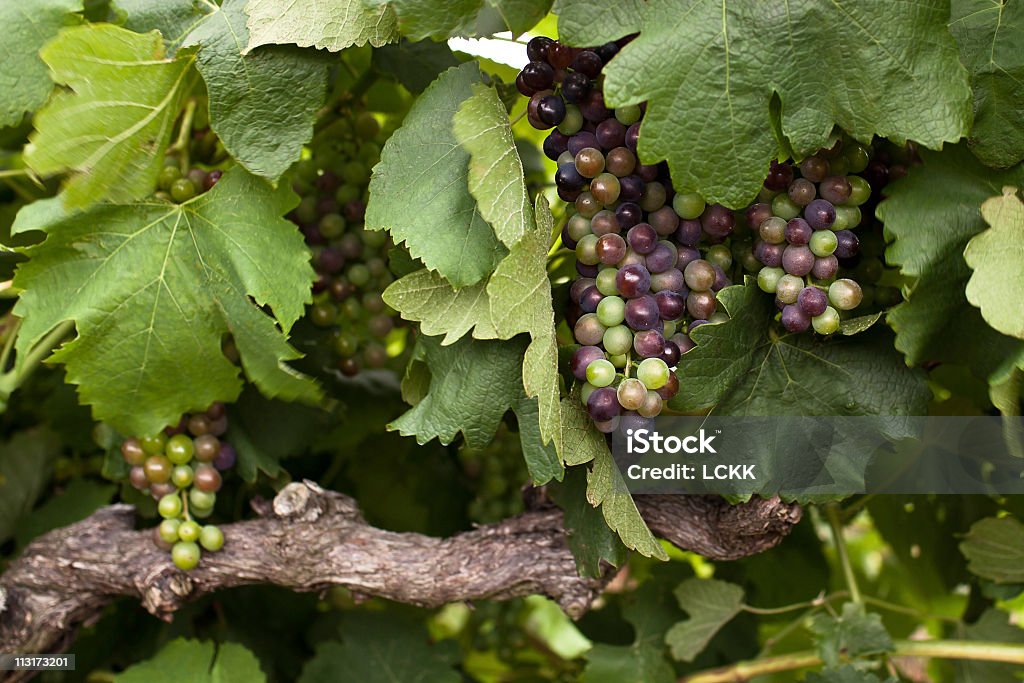 Vinho, uvas - Foto de stock de Agricultura royalty-free