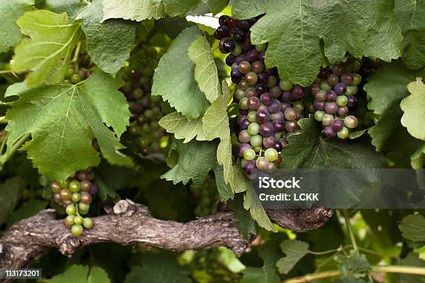 Foto de Vinho Uvas e mais fotos de stock de Agricultura - Agricultura, Austrália, Azul