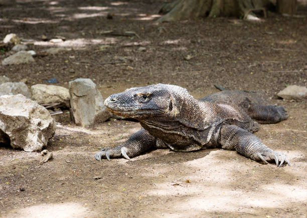 istock Komodo dragon on Komodo island. Indonesia. 1131732486