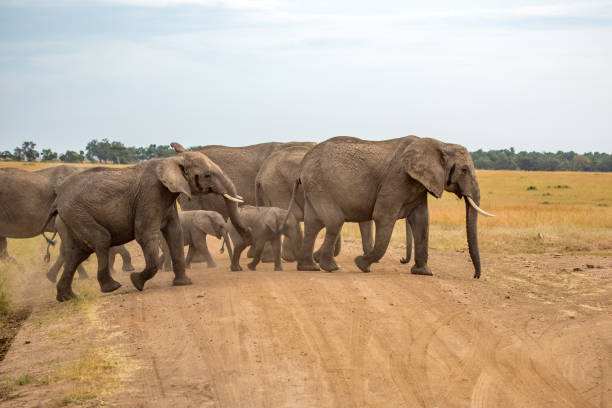 istock Elephant family at dawn, Africa 1131732776