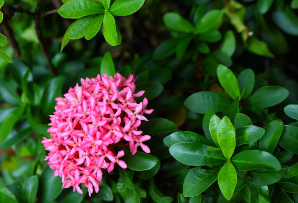 istock flowers in pink 1131732847