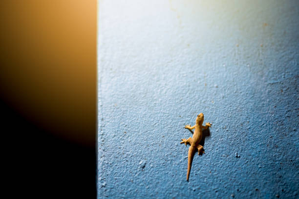 istock lizard animal on wall building on night day 1131733767