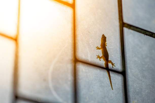 lizard animal on glass window on night day