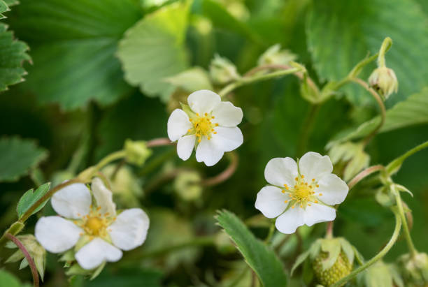 istock Strawberry Flower Close up 1131733874