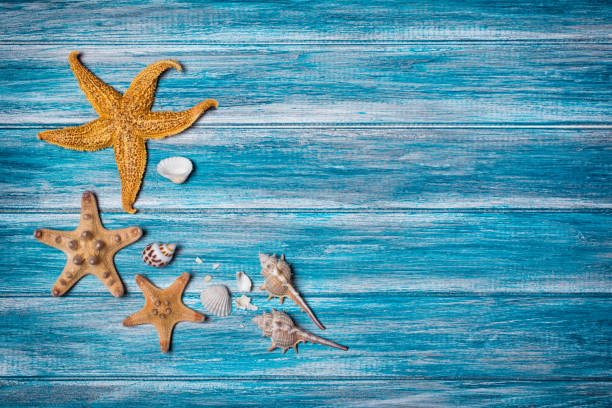 istock Top view on starfish and seashells 1131734569