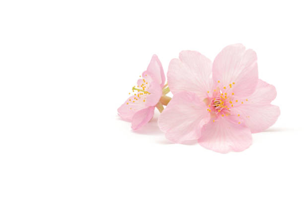 istock Japanese pink cherry blossom isolated on white background 1131738340