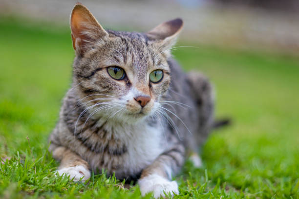 istock Portrait of a surprised cat setting on green field 1131740496