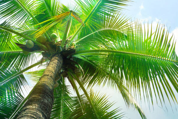 istock Vintage coconut leaves and sky background,summer theme. 1131741528