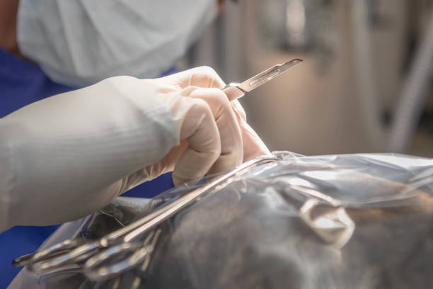 Vet with scalpel just before the operation. Close-up of a woman with surgical mask holding knife in the hand Vet with scalpel just before the operation. Close-up of a woman with surgical mask holding knife in the hand and with gloves stitches wound surgery nurse stock pictures, royalty-free photos & images
