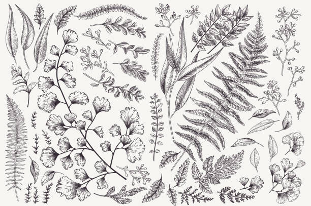 ilustraciones, imágenes clip art, dibujos animados e iconos de stock de set con hojas y helechos. - botánica
