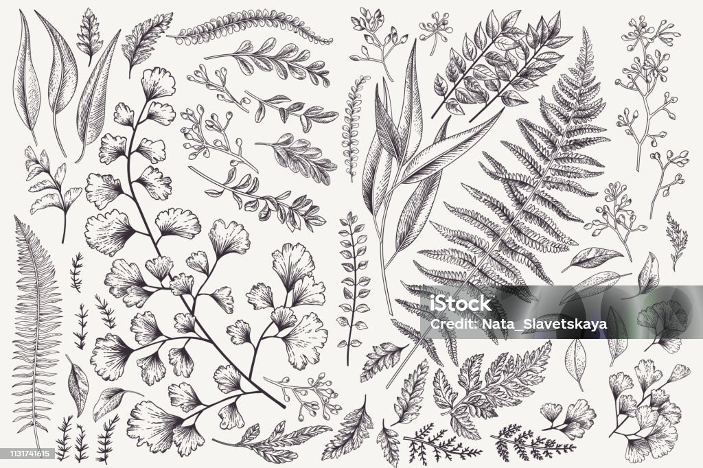 Set with leaves and ferns. Set with leaves. Botanical illustration. Fern, eucalyptus, boxwood. Vintage floral background. Vector design elements. Isolated. Black and white. Illustration stock vector