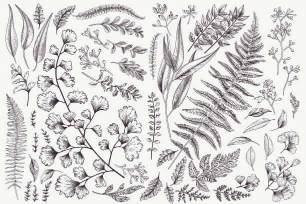 Set with leaves and ferns. Set with leaves. Botanical illustration. Fern, eucalyptus, boxwood. Vintage floral background. Vector design elements. Isolated. Black and white. flora stock illustrations