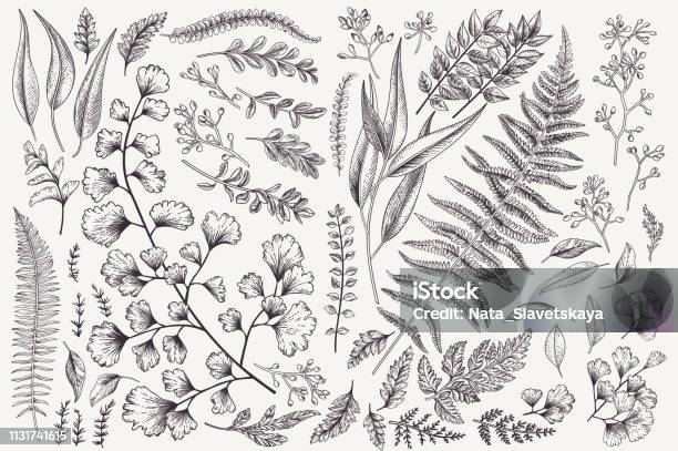 Set With Leaves And Ferns Stock Illustration - Download Image Now - Illustration, Leaf, Botany