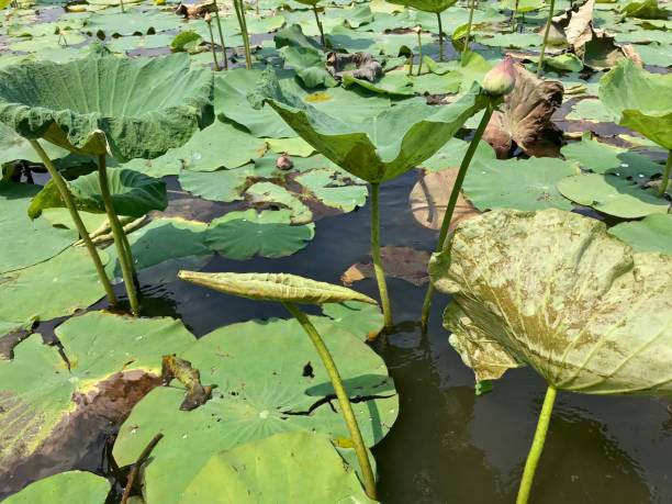 istock Lotus farm in Thailand 1131743271
