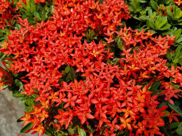 istock Red ixora flowers blooming in garden 1131743574