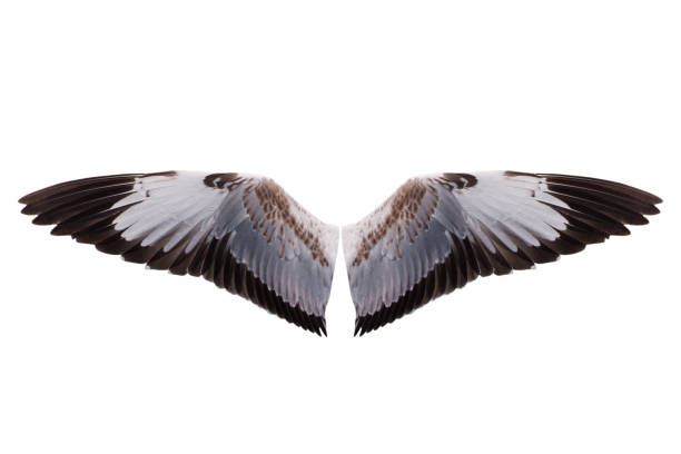 istock wings bird isolated on white background - clipping paths 1131743702
