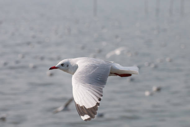 istock Seagulls flying over the sea 1131743737