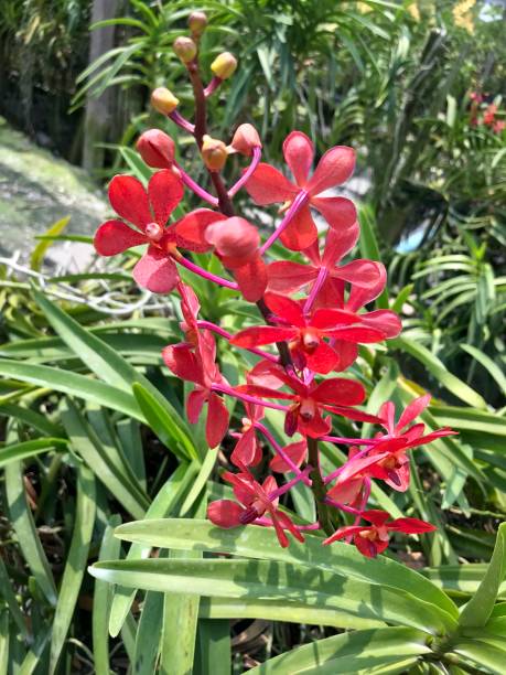 fleur d'orchidée rouge dans la ferme - formal garden tropical climate park plant photos et images de collection