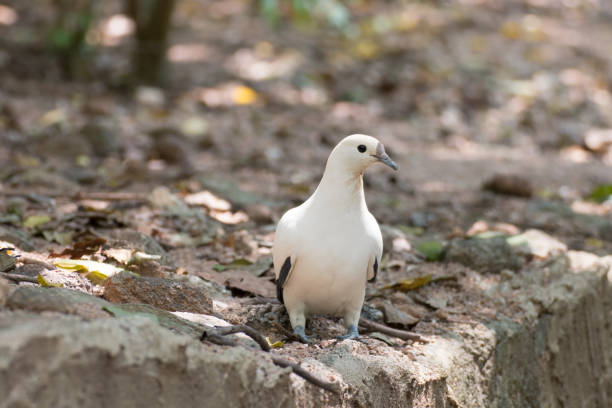istock Portrait of white pigeon 1131743857