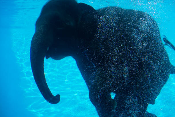 istock Elephant show swimming in the pool. 1131743966