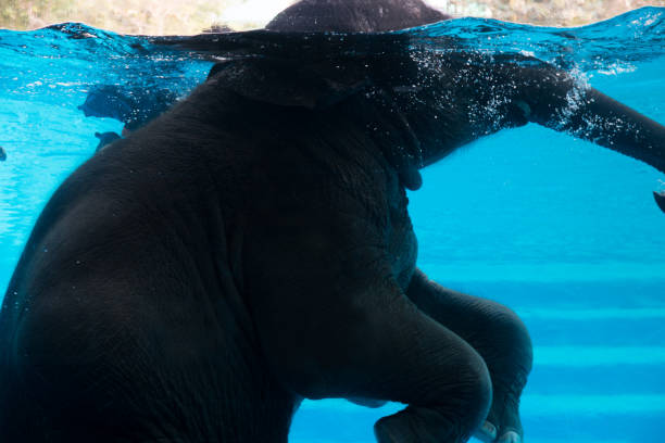 istock Elephant show swimming in the pool. 1131743968