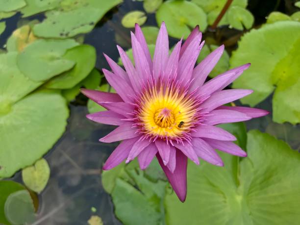 istock Beautiful lotus flower blooming 1131743978