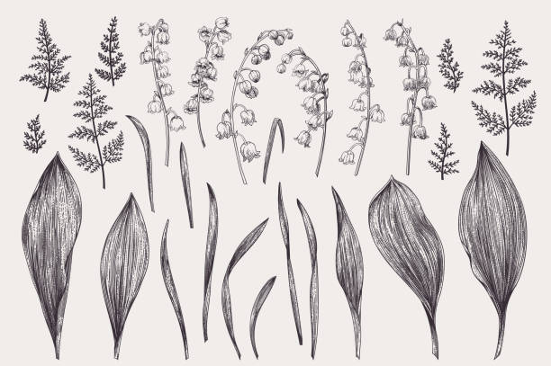 Set with lily of the valley. Set with flowers of a lily of the valley. Black and white. lily of the valley stock illustrations